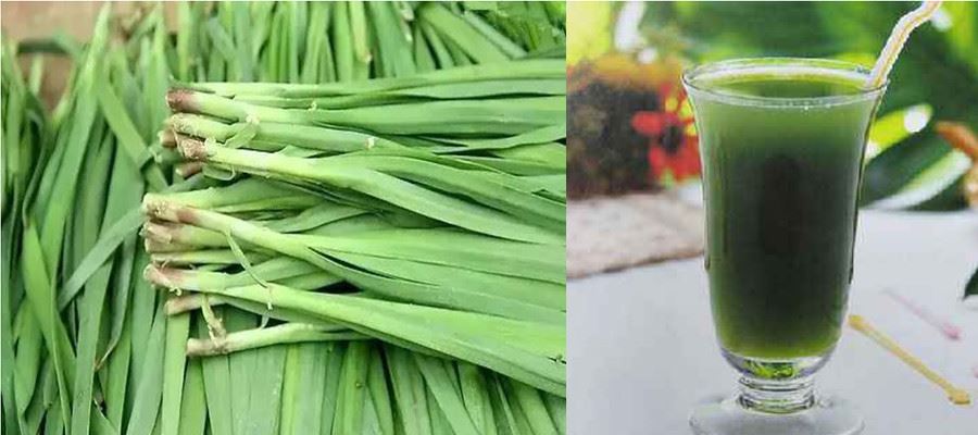 Leek Juice Powder