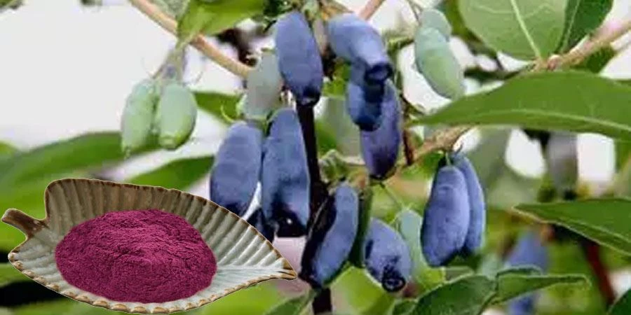 Blue Honeysuckle Fruit Powder