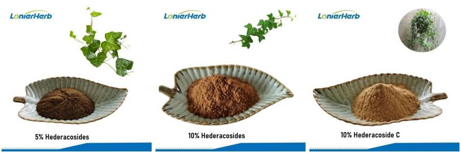 Hederacoside Powder, Ivy Leaf Extract