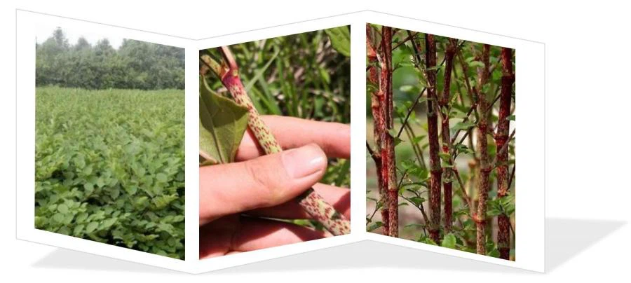 Giant Knotweed Extract