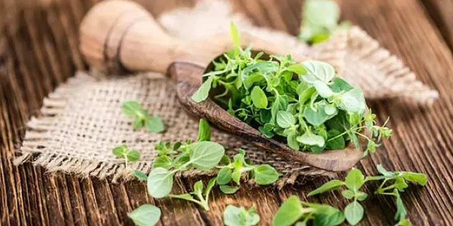 Oregano Herb Oregano Herb